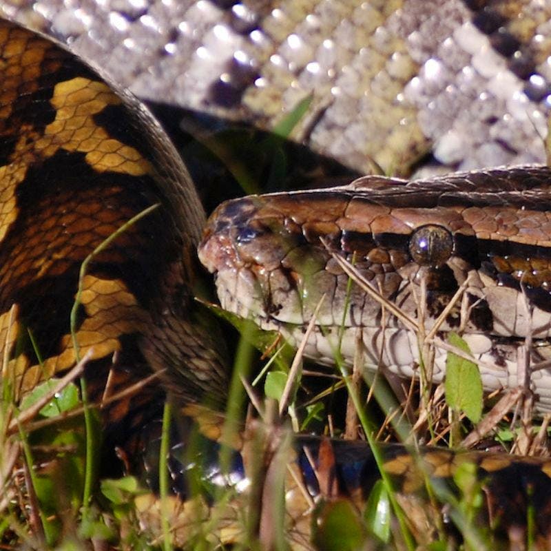 Python