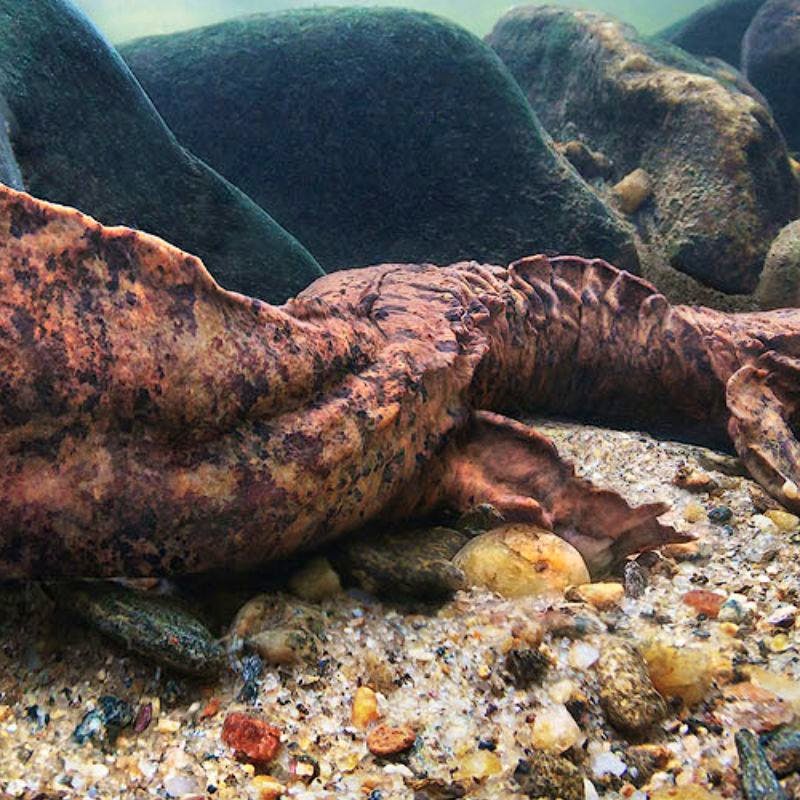 Hellbender