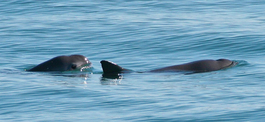 Pair of vaquitas