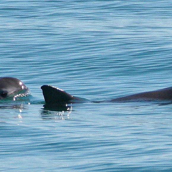 Pair of vaquitas