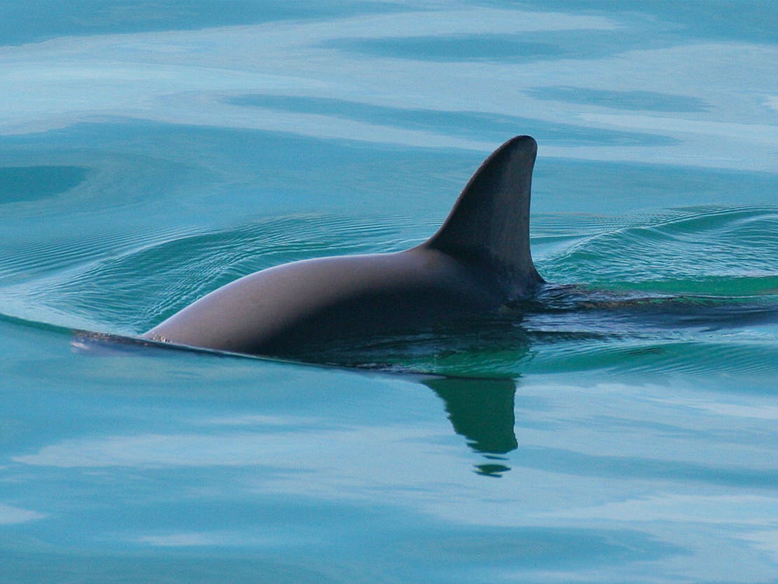 Vaquita Swimming