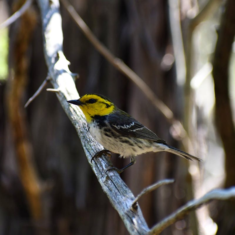 Golden-cheeked warbler