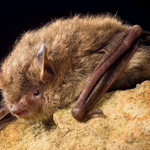 Northern Long-eared Bat