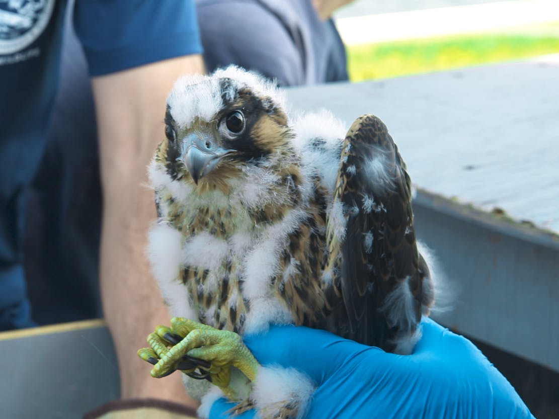 Peregrine falcon at Deer Island