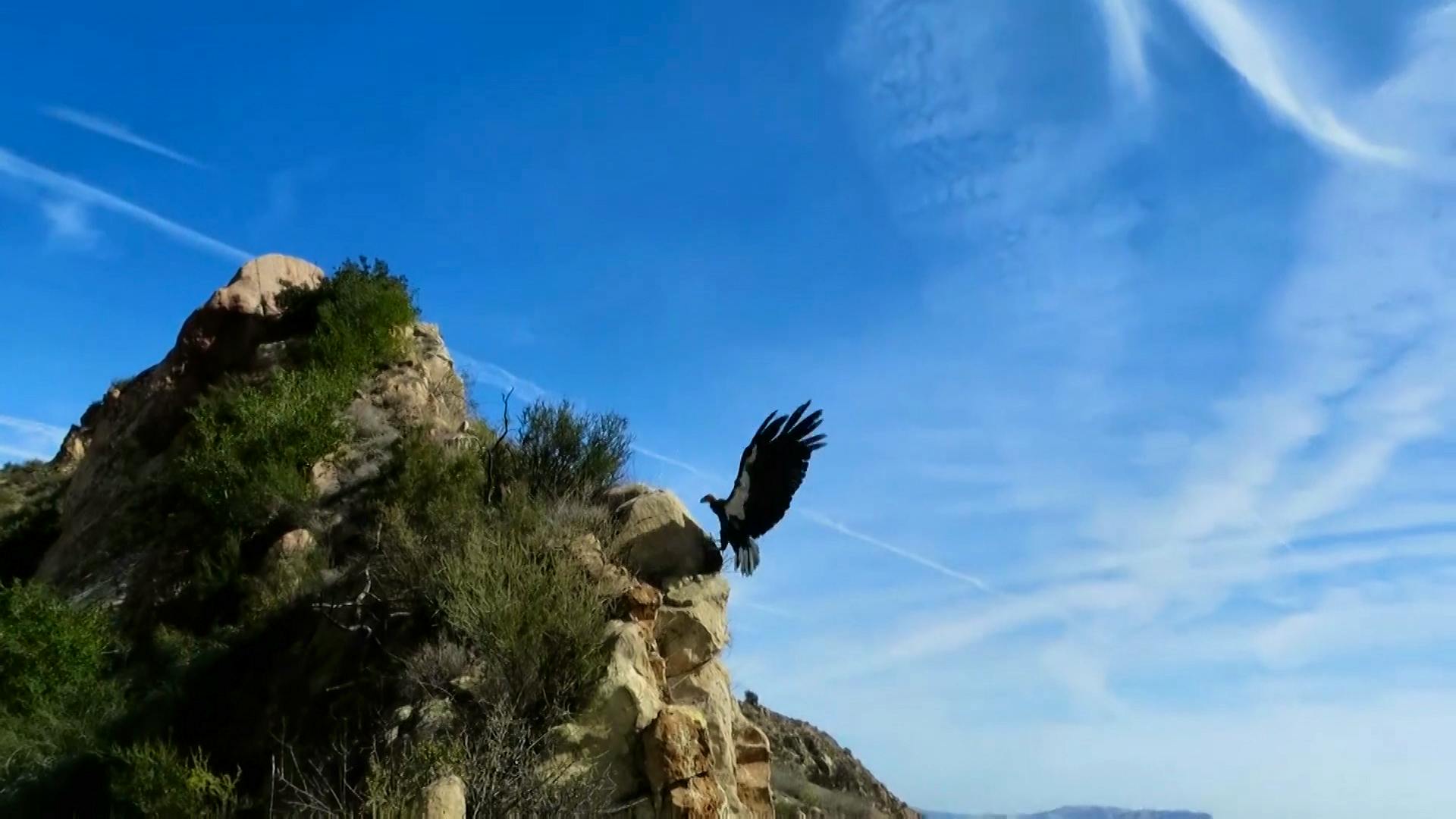 California condor soaring