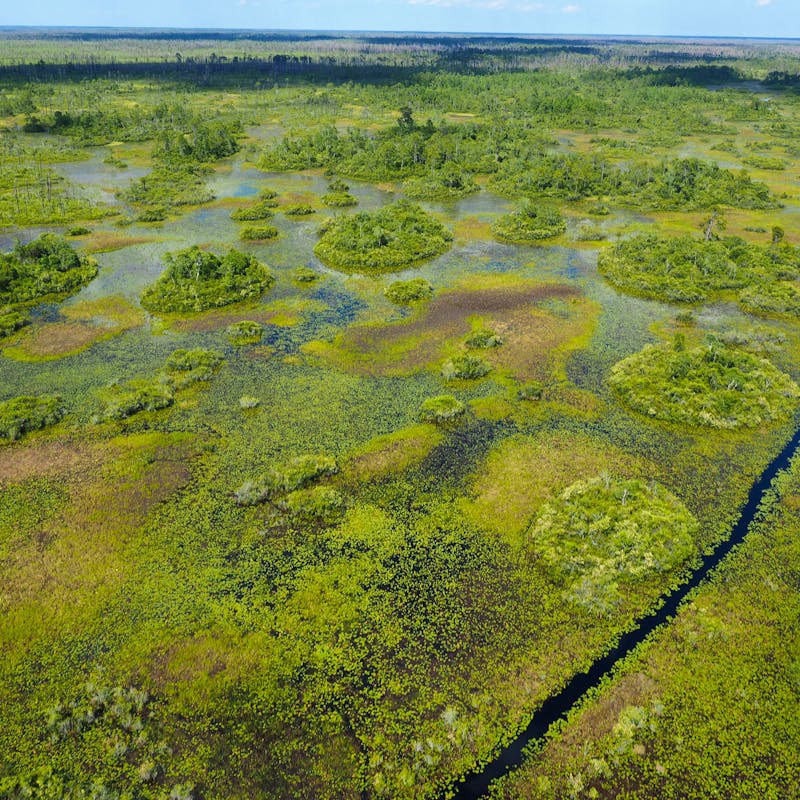 Wetland of Okefenokee NWR
