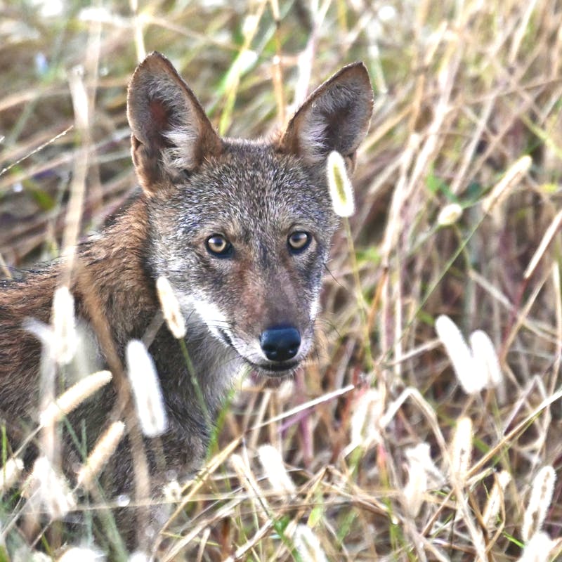 Wild Red Wolf Juvenile 2 - North Carolina