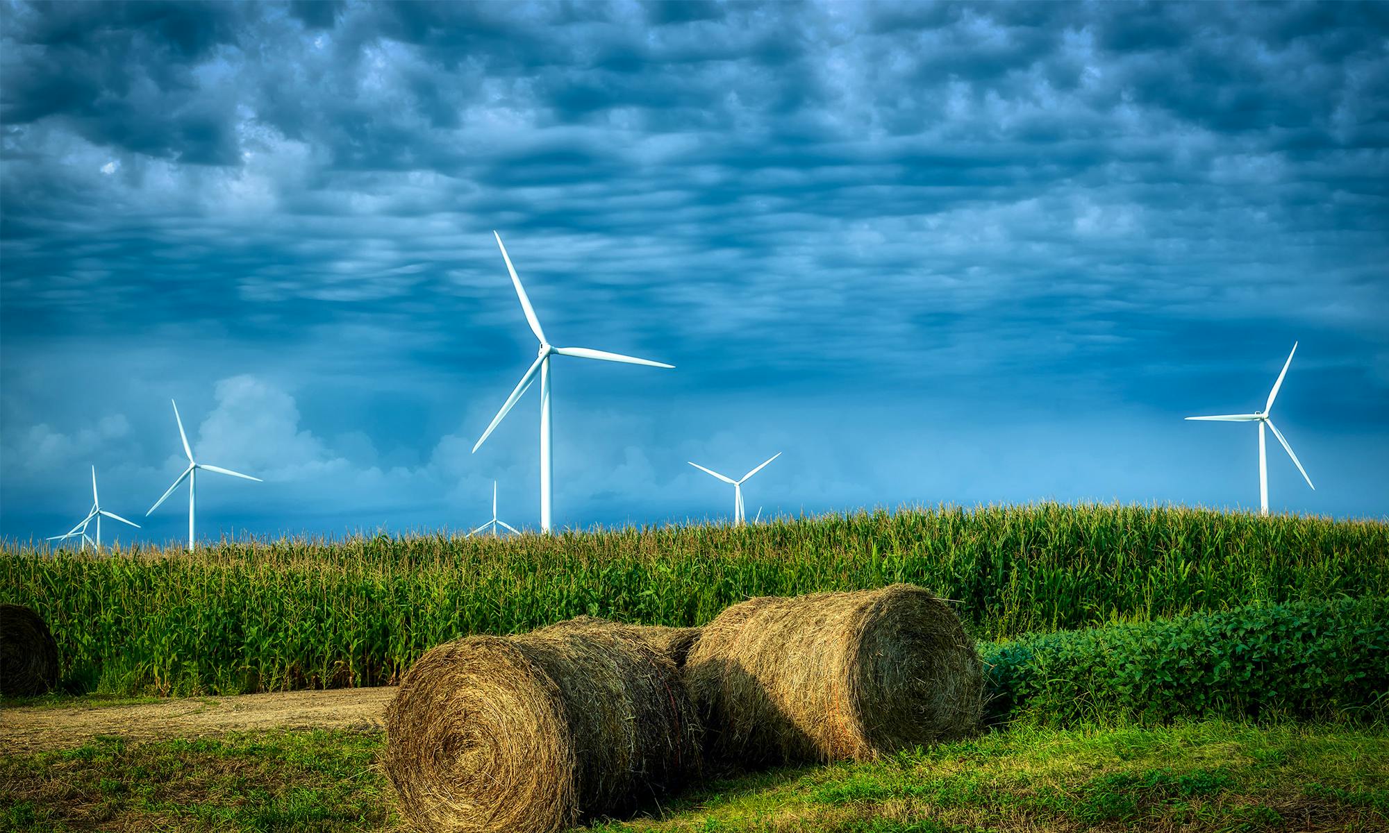 Wind Farm and Field