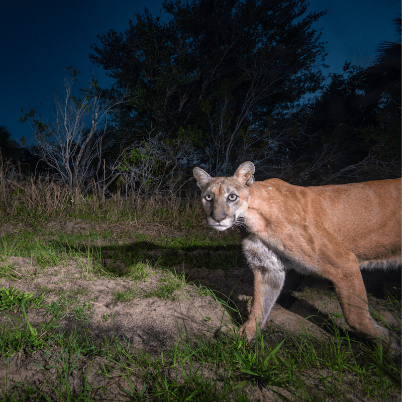 Florida panther
