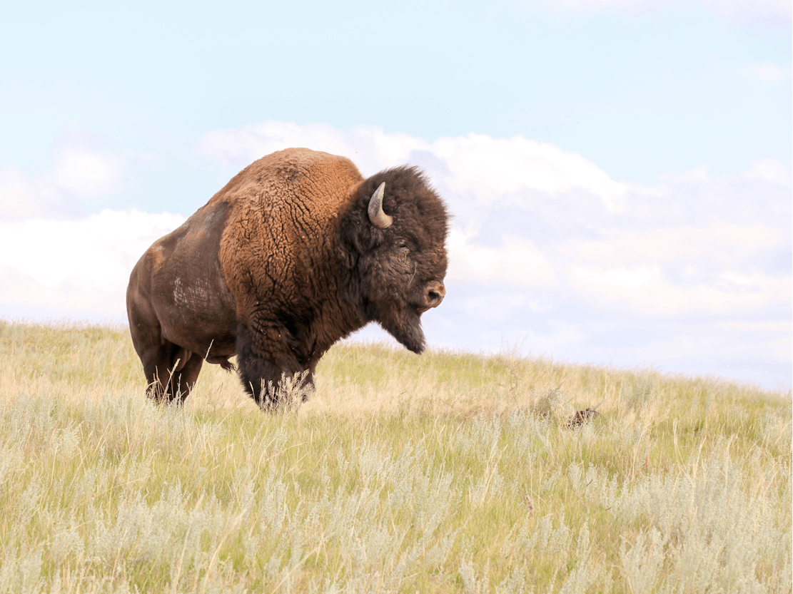 Fort Peck Bison Release - Bull on hill - MS landscape 