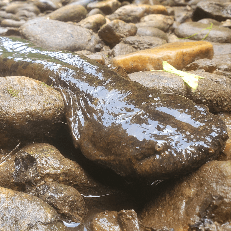 Hellbender Kat Diersen