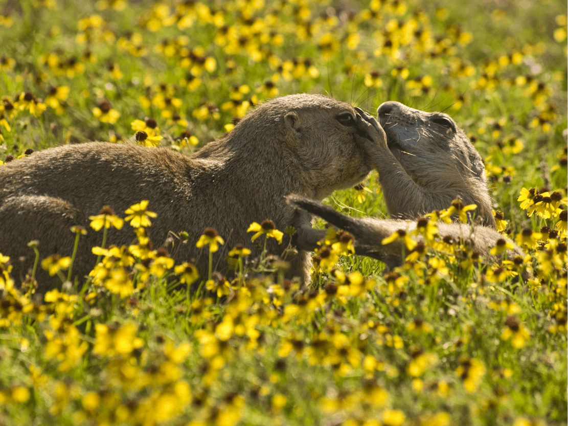 Prairie dogs