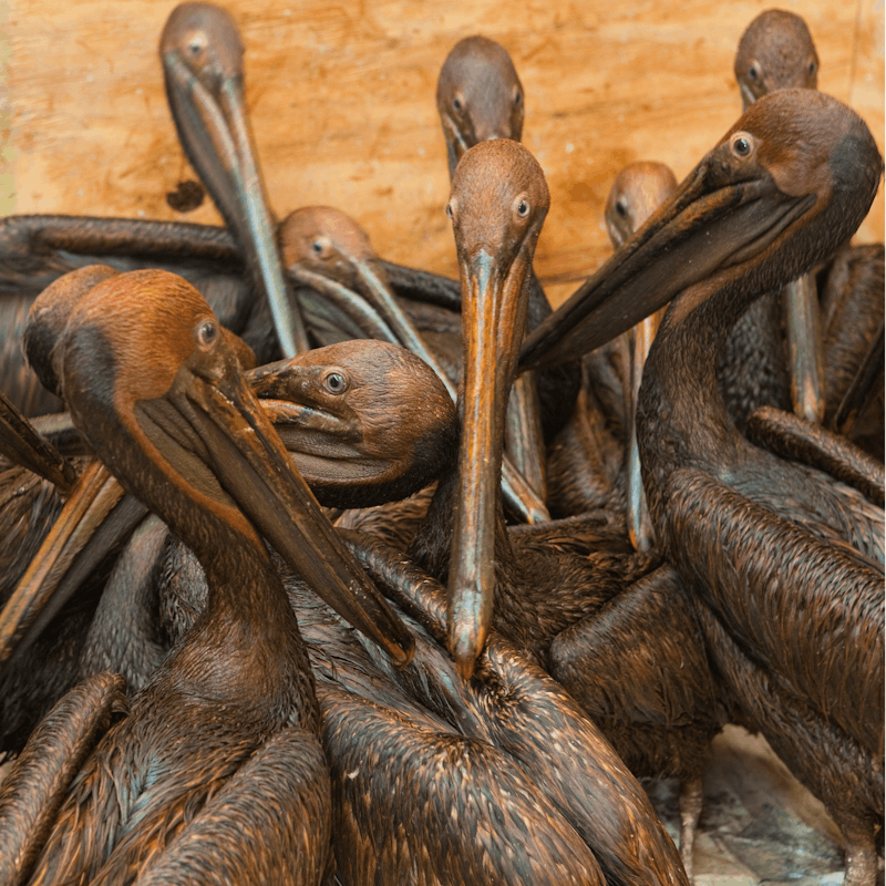 Oiled pelicans ready for cleaning after BP oil spill June 2010
