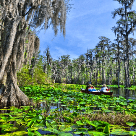 Okefenokee kayaking